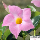 Dipladenia Diamantina 'Jade rose' : C.0,5L